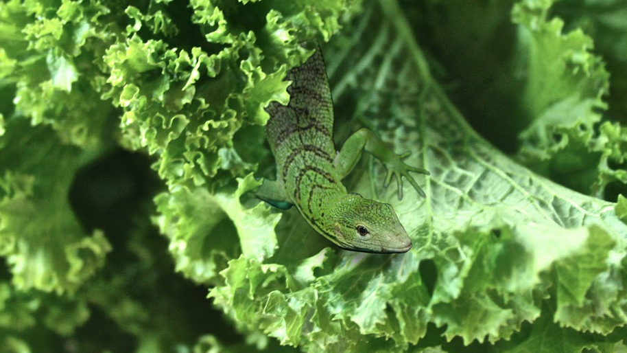 Lizard in my Mustard Greens