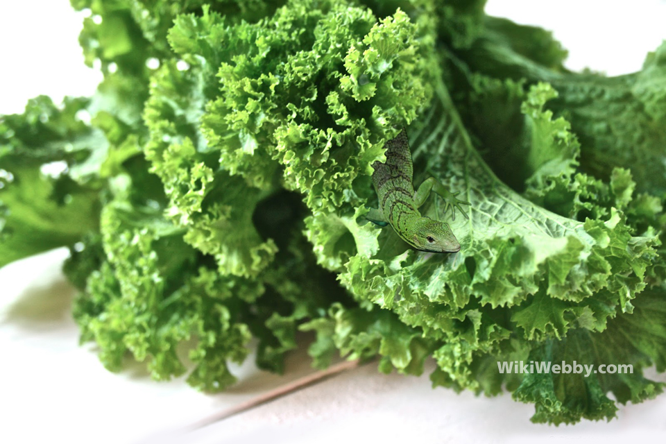 Lizard Found in my Mustard Greens